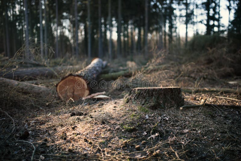 Registo na floresta comercial na República Checa. Pilhas de troncos de alarice fotografia de stock
