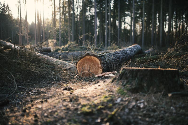 Exploração florestal comercial na república checa. tronco de log pilha de larch. imagens de stock