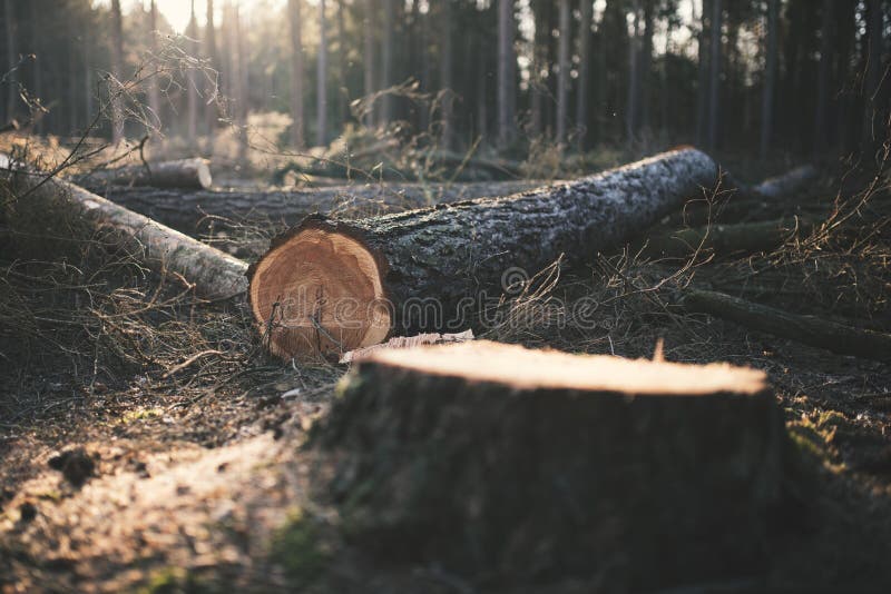 Registo na floresta comercial na República Checa. Pilhas de troncos de alariño imagem de stock
