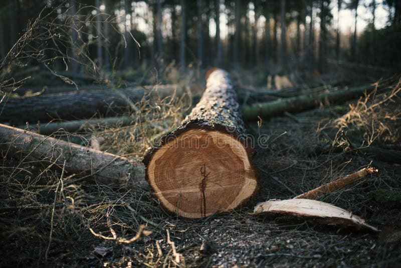 Registo na floresta comercial na República Checa. Pilhas de troncos de alariño foto de stock royalty free