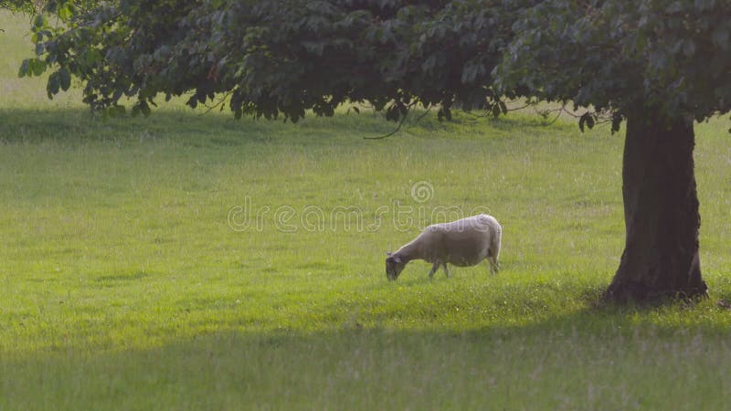 Explorações de apascentamento nas proximidades da árvore, Derbyshire Grass Field, Reino Unido