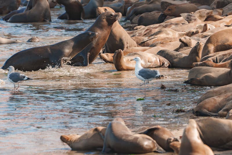 Explore a lively scene of sea lions gathering on a sandy shore in a coastal environment. The animals rest, socialize, and interact with each other under clear skies. Explore a lively scene of sea lions gathering on a sandy shore in a coastal environment. The animals rest, socialize, and interact with each other under clear skies.