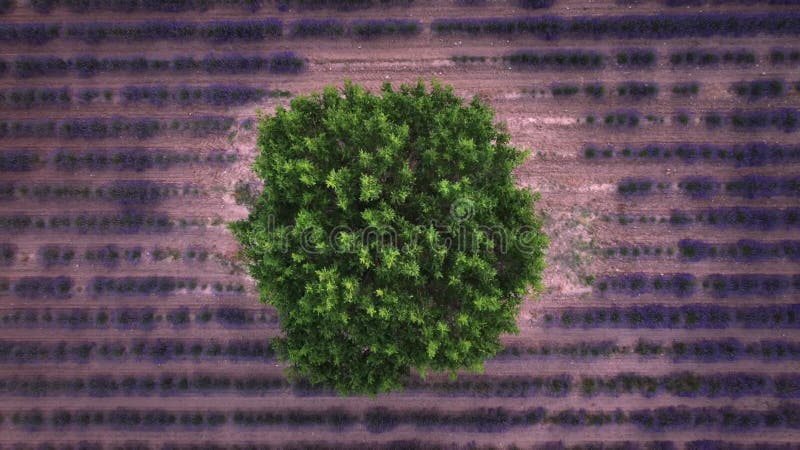 Aerial View: Lone Tree isolated in Lavender Field