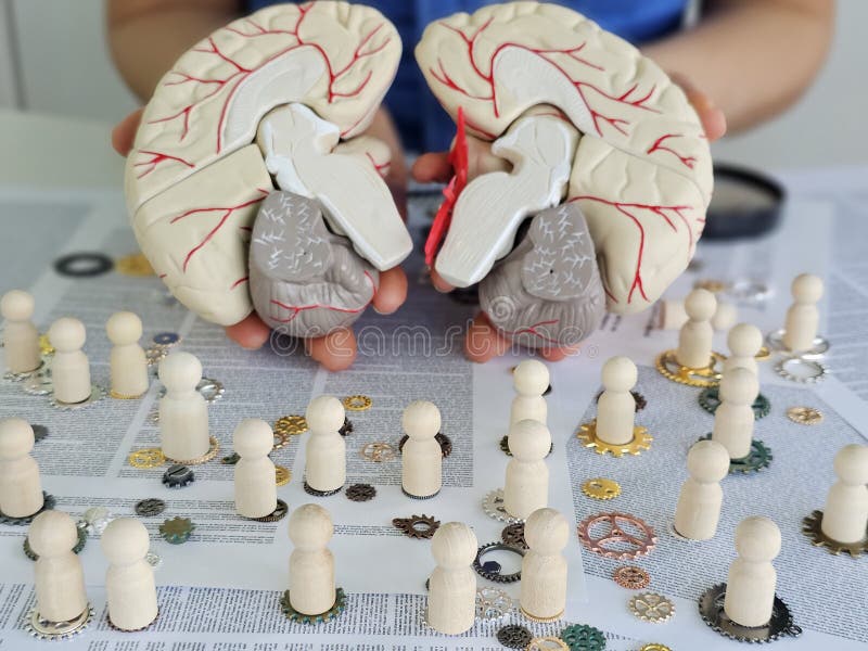 Exploring brain anatomy with a model and wooden figures during a neuroscience workshop concept stock photography