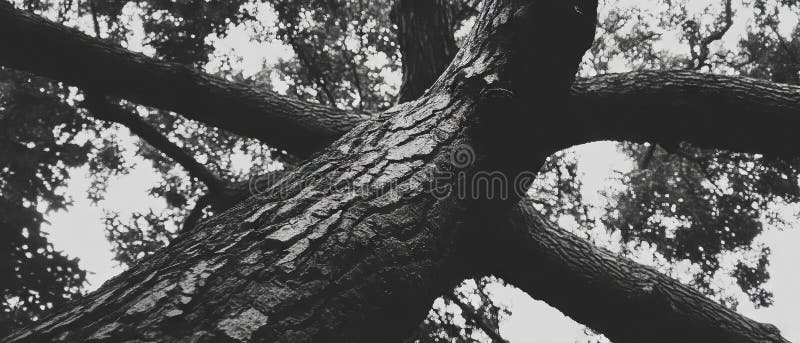 Exploring intricate patterns and textures of tree bark from a unique perspective in nature vector illustration