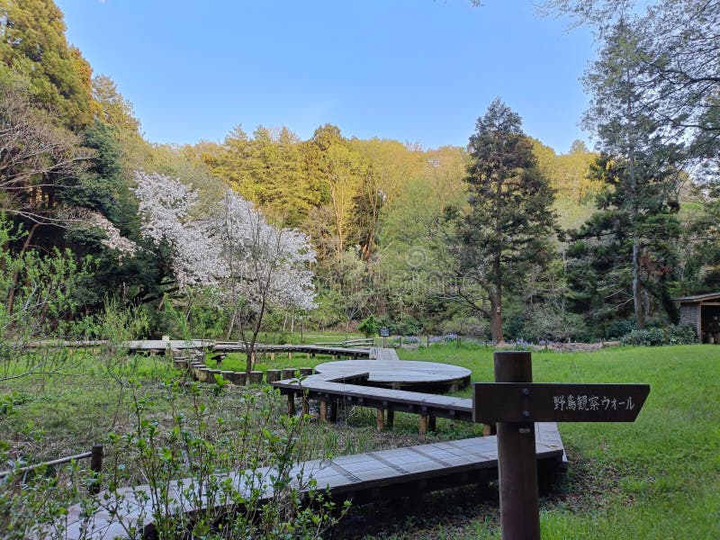 Exploring Nature in Japan royalty free stock images