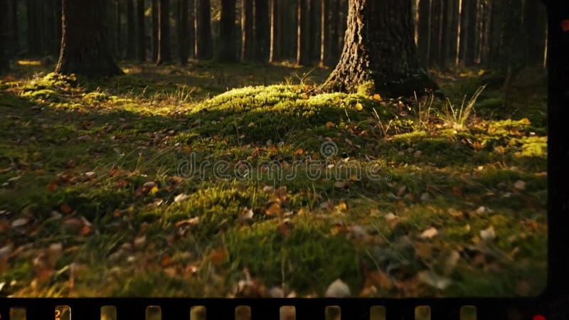 Textural depth and nostalgic ambiance Exploring the textural depth and nostalgic ambiance created by a subtle yet pervasive film grain, transforming modern digital. Nostalgic image video