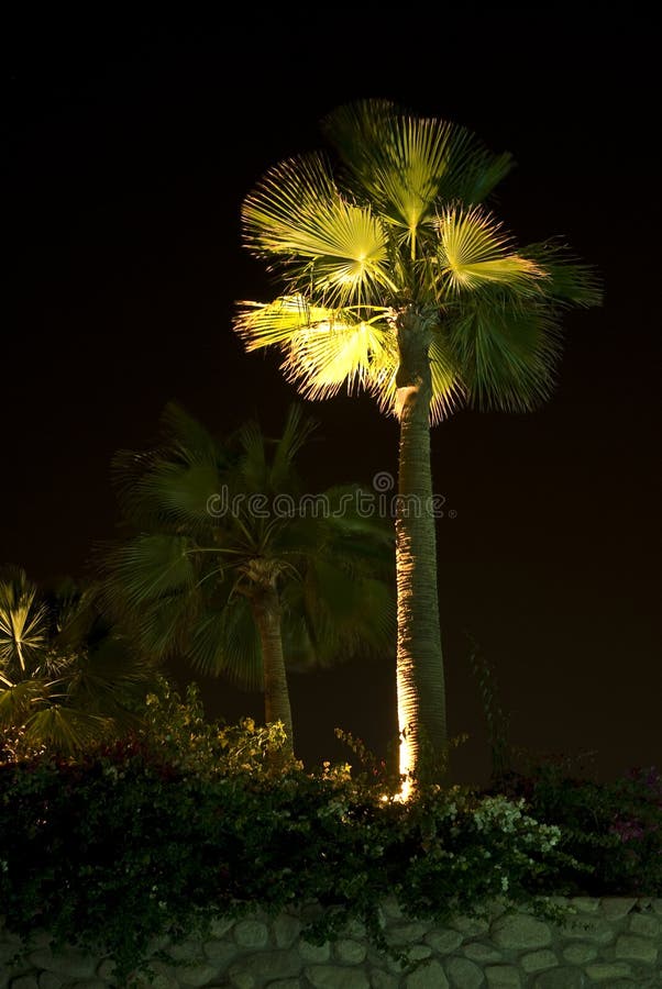 Exponerad palmträd