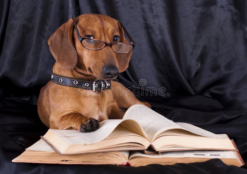 exponeringsglas för boktaxhund arkivbilder exponeringsglas för boktaxhund arkivbilder