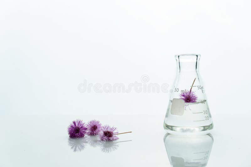 Exponeringsglasflaska med vatten och den rosa purpurfärgade gulliga blomman i vit kosmetisk bioteknikvetenskapsbakgrund royaltyfri foto Exponeringsglasflaska med vatten och den rosa purpurfärgade gulliga blomman i vit kosmetisk bioteknikvetenskapsbakgrund royaltyfri foto