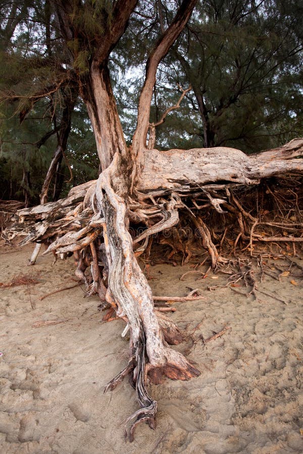 Exposed tree roots stock image. Image of plant, traditional 12978089