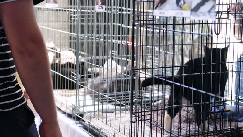 Exposition d'animaux sans abri. chats assis dans une cage attendant de nouveaux propriétaires. minsk biélorussie 8 août 2022.