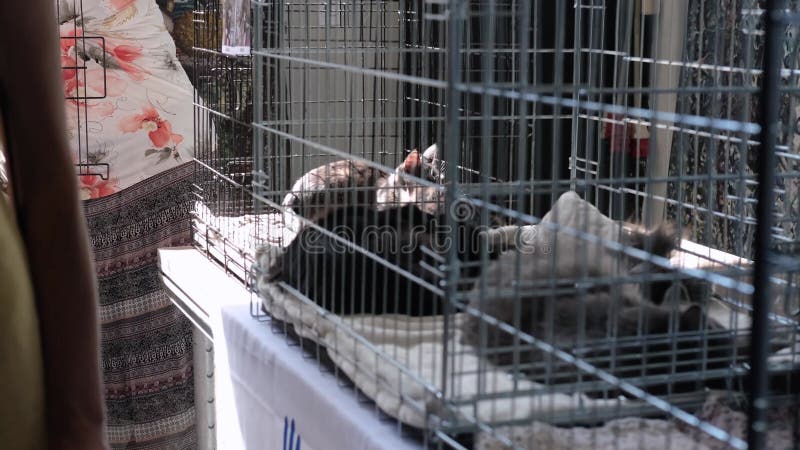 Exposition d'animaux sans abri. chats assis dans une cage attendant de nouveaux propriétaires