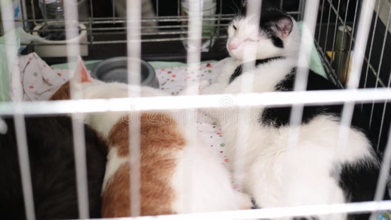 Exposition d'animaux sans abri. chats assis dans une cage attendant de nouveaux propriétaires