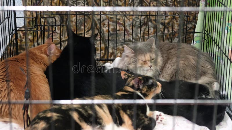 Exposition d'animaux sans abri. chats assis dans une cage attendant de nouveaux propriétaires