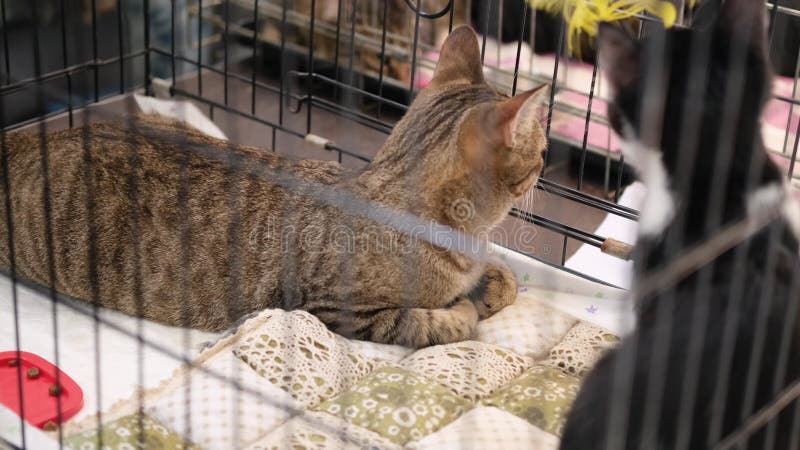 Exposition d'animaux sans abri. chats assis dans une cage attendant de nouveaux propriétaires