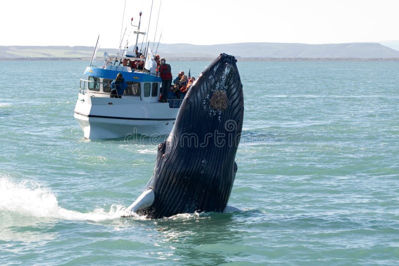 Exposition de baleine photographie stock Exposition de baleine photographie stock