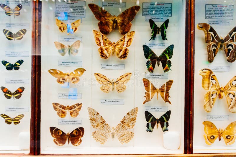 Butterflies in glass case with scientific classification in Natural History Museum. Butterflies in glass case with scientific classification in Natural History Museum.