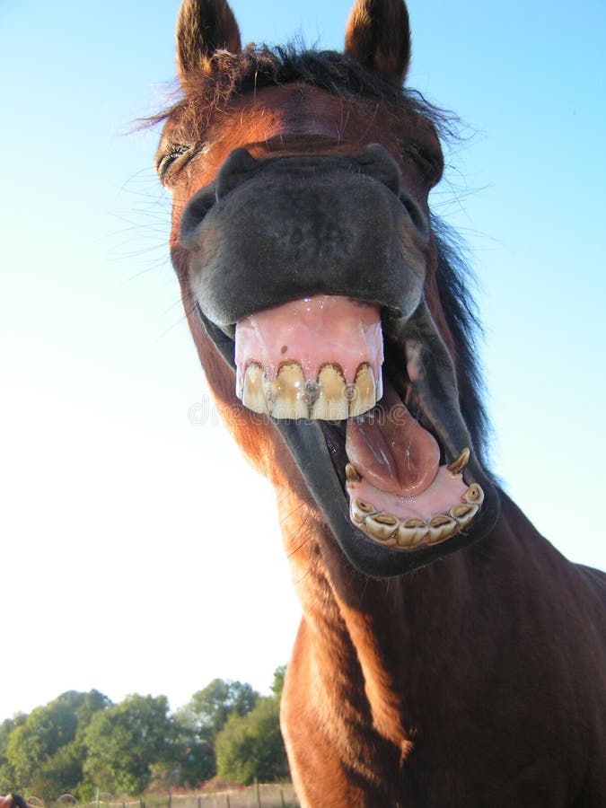 Expression faciale étrange d'un cheval