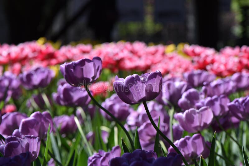 The expression of love stock photo. Image of expression 91356318