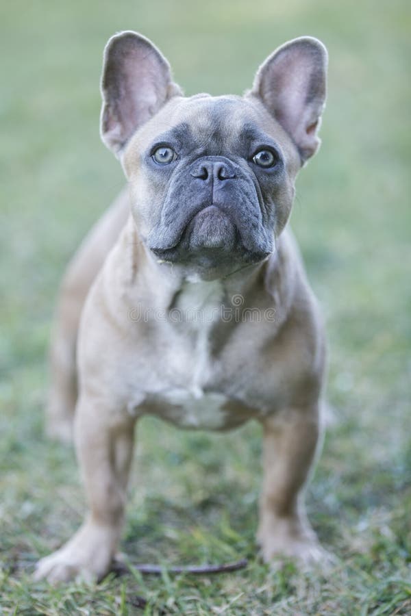 Expressive 6-Month-Old Blue Sable Male Frenchie Stock Photo - Image of ...