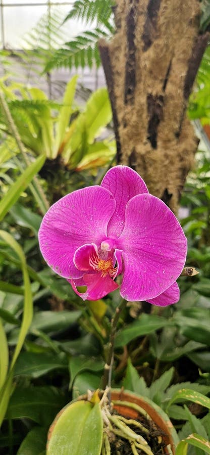Exquisite Closeup of a blomming orchid with vibrant rosa framhäver den otroliga skönheten hos tropiska blommor i en trädgård.. arkivfoto