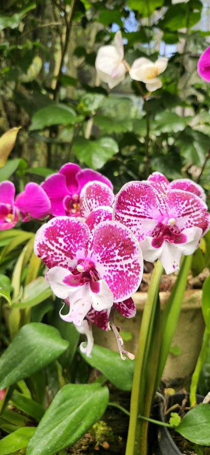 Exquisite Closeup of a blomming orchid with vibrant rosa and white petals (ung. bläckfisken och vita petaler som belyser de tropis arkivbilder