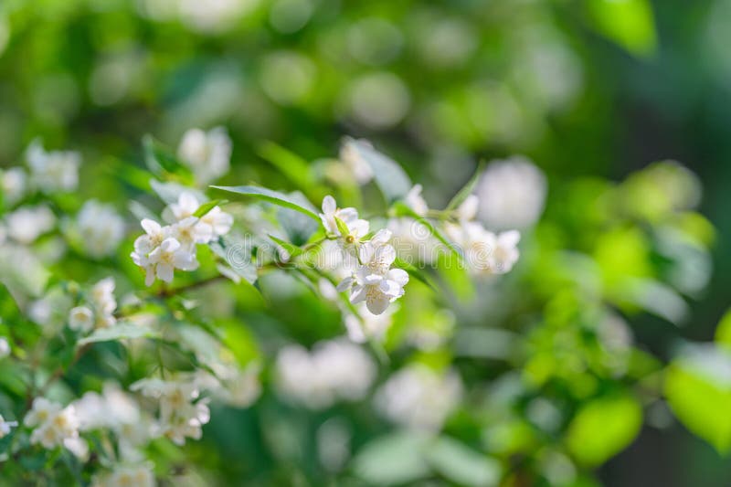 Exquisite and delicate white flowers surrounded by lush vibrant greenery everywhere this is a beautiful closeup image featuring images libres de droits