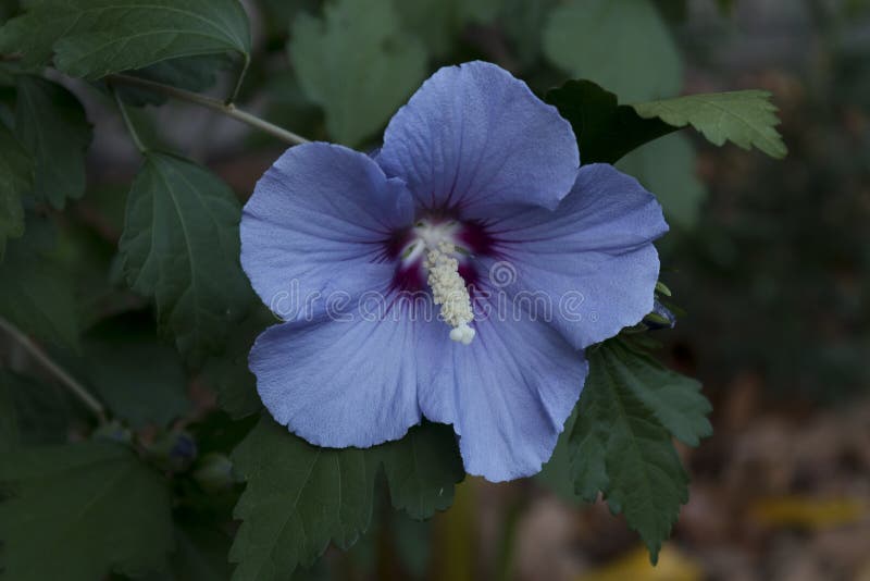 Exquisite Hibiscus or Rose of Sharon, Blue Satin with red eye an