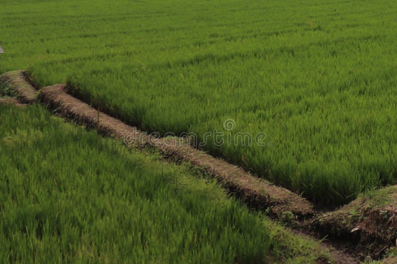 Extensi?n extensa de las plantaciones del arroz fotos de archivo libres de regalías Extensi?n extensa de las plantaciones del arroz fotos de archivo libres de regalías