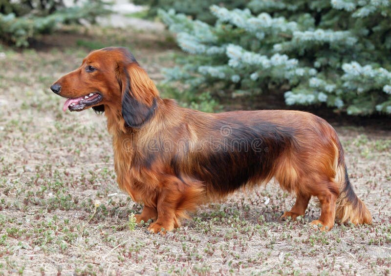 938 Red Long Haired Dachshund Stock Photos Free & RoyaltyFree Stock