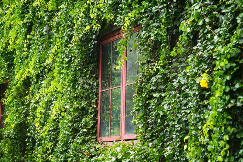 Exterior Window Vine Tree Covers Building Stock Photo Image of