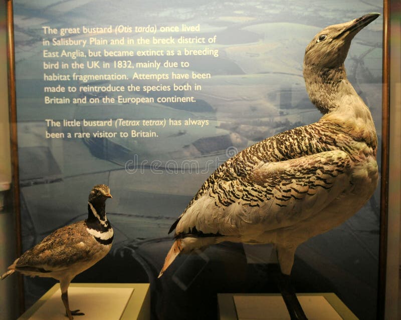 Extinct bird the grat bustard at the Horniman Museum in London, England