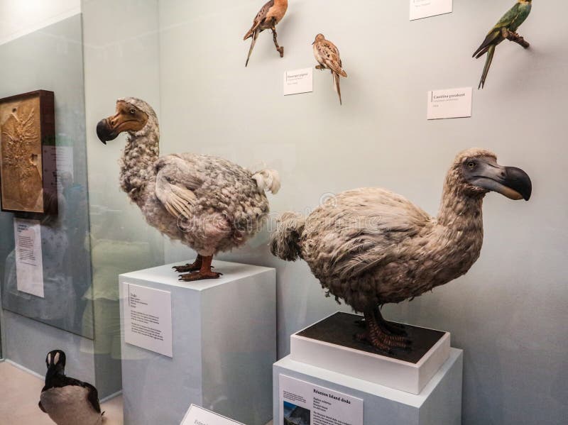 dodo bird pics dodo bird pics