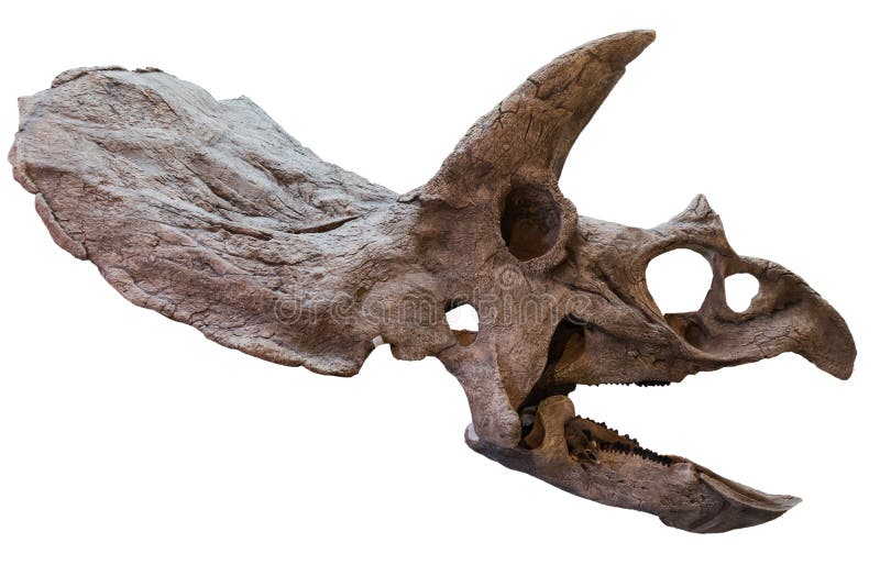 Extincted triceratops schedel op witte achtergrond wordt geïsoleerd die Fossiel van krijtachtige periode stock afbeelding Extincted triceratops schedel op witte achtergrond wordt geïsoleerd die Fossiel van krijtachtige periode stock afbeelding
