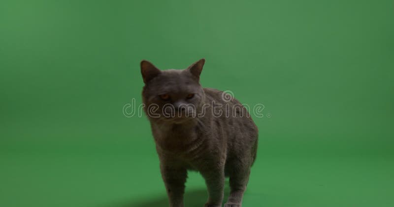 Extinction de chat de shorthair des anglais du cadre banque de vidéos