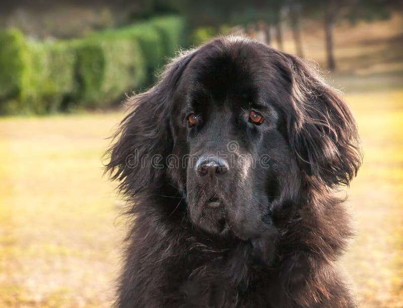 Extra Large Black Newfoundland Dog Standing Looking ...