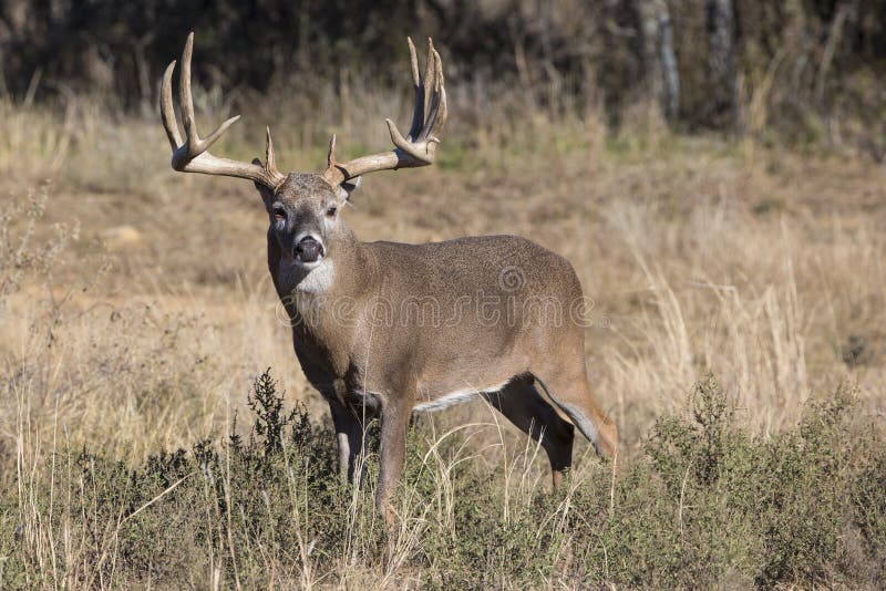 Whitetail Buck and Doe stock image. Image of whitetail - 9771403