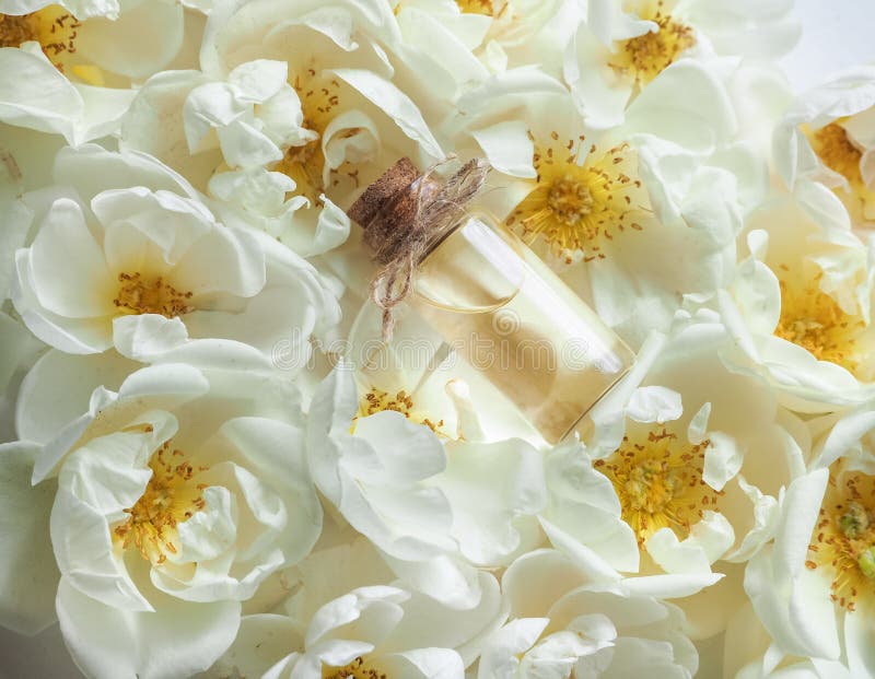 Extract of Tea Rose in a Mini Bottle. Stock Image Image of dried