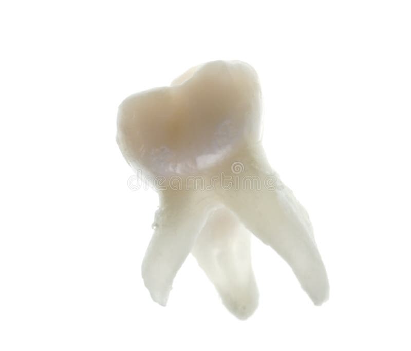 Extracted Baby Molar Tooth With Roots Stock Image Image of root