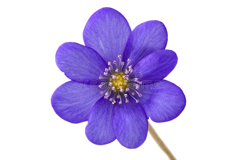 Extracto De La Flor Violeta Foto de archivo - Imagen de belleza,  estacional: 9422338