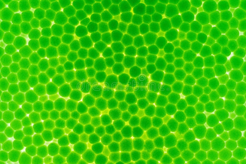 Extracto de la hoja macra de la espuma de la textura. Fondo abstracto de la planta macra de la célula de Loke de la mirada del color verde de la hoja de la espuma de la textura