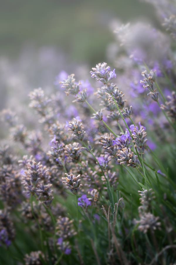 Extracto de las flores de la lavanda en la floración imagen de archivo libre de regalías Extracto de las flores de la lavanda en la floración imagen de archivo libre de regalías