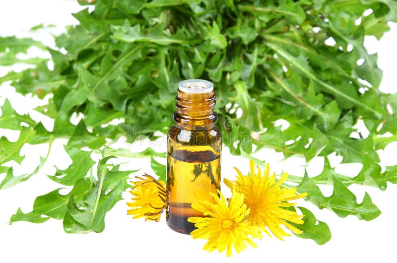 Extractul din dandeliontaraxacum în sticle de frunze proaspete izolate pe alb royalty free stock images