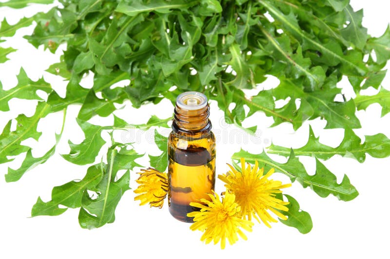 Extractul din dandeliontaraxacum în sticle de frunze proaspete izolate pe alb royalty free stock images