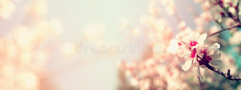 Extrahieren Sie unscharfen Websitefahnenhintergrund Blütenbaums des Frühlinges des weißen Kirsch Selektiver Fokus Weinlese gefilt lizenzfreies stockbild Extrahieren Sie unscharfen Websitefahnenhintergrund Blütenbaums des Frühlinges des weißen Kirsch Selektiver Fokus Weinlese gefilt lizenzfreies stockbild