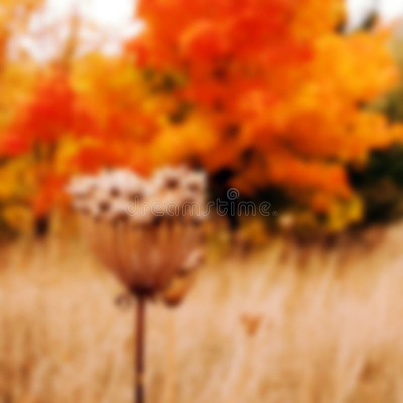 Abstraktes, verschwommenes Bild des Herbstes als Hintergrund stockbild
