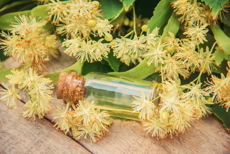 Extrait et fleurs de tilleul dans une petite bouteille images stock Extrait et fleurs de tilleul dans une petite bouteille images stock