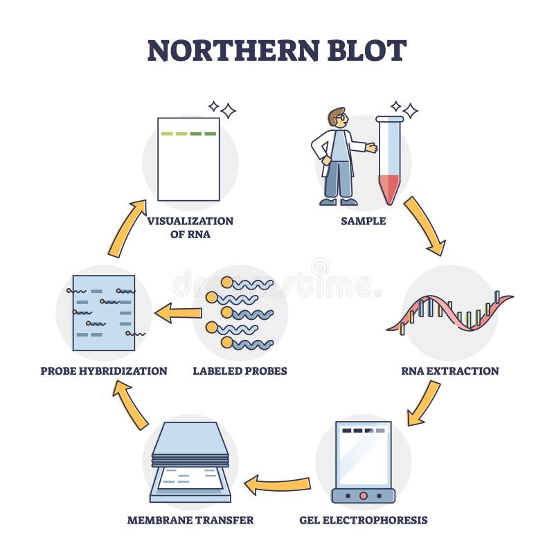 Extraktionsmetod för nordblob för att upptäcka cellrna i konturdiagram vektor illustrationer