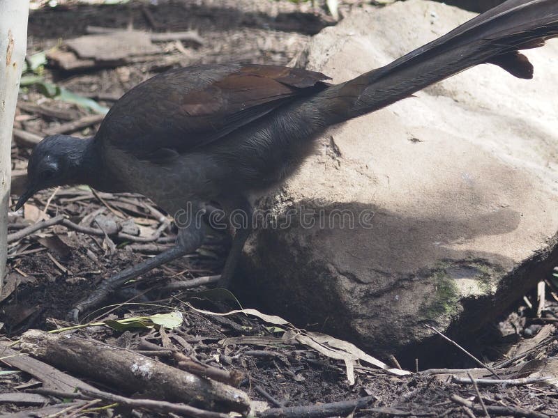 A active energetic male Superb Lyrebird tirelessly searching and digging for food in the undergrowth. A active energetic male Superb Lyrebird tirelessly searching and digging for food in the undergrowth.